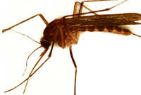 Image: Culiseta melanura mosquito