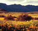 El Paso poppies 