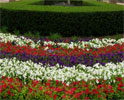 Capitol flower bed 