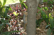 Image of a squirrell on a tree