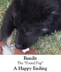 Bandit, the Pound Pup - a Happy Ending link