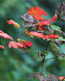 Flower On Tree