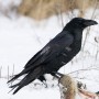 Menacing Bird at Large: Raven Detained for Stalking Woman Escapes Police