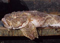 sculpin