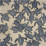 Kemp's ridley sea turtle hatchlings