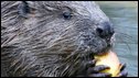 A beaver chewing on some food