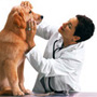 Easing the pain of cats and dogs