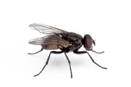 House Fly