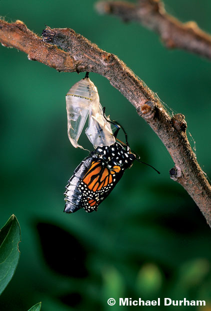 morphing stage 4 of monarch