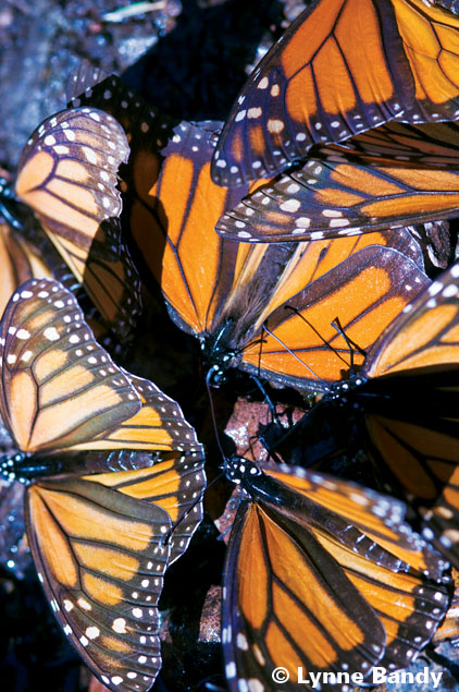 hcluster of monarch butterflies