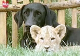 Dog Adopts Lion