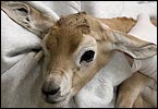 The National Zoo welcomes a new member to their dama gazelle family. The calf was born on Friday, Oct. 2.