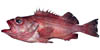 rockfish image