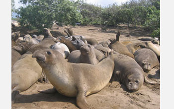 Photo of juvenile northern elephant seals on the beach at Ano Nuevo.