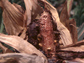 Photo of corn damaged by insects.