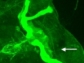 When researchers alter the environment in which a fruit fly develops, changes result.