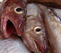 Photo of fish.