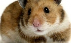 Hamsters Are a Bad Gift Idea For Your Teacher [VIDEO]