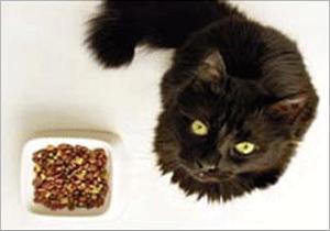 Cat looking up and sitting next to pet food dish