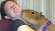 Woman keeps giant rodent as disgusting pet