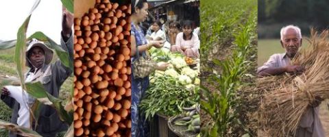 Description: Global Food Security banner shows woman working in field; produce; workers and visitors at market; field; man working in field. © AP Image