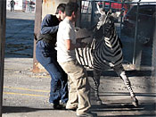 Police Capture Escaped Zebra in Atlanta