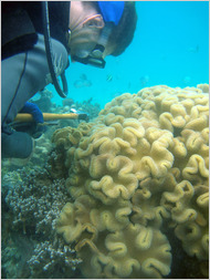 Todd LaJeunesse collected a tiny fragment from a cluster of Sarcophyton soft corals in the western Indian Ocean, off the coast of Zanzibar.