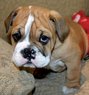 English Bulldog Puppies