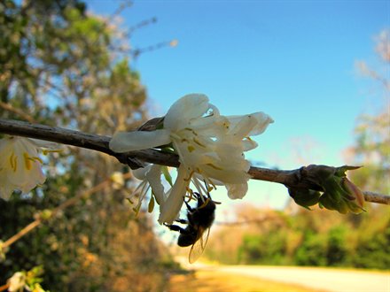 Bush Honeysuckle w/Bee