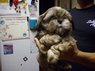 Purebred Shih Tzu