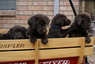 AKC Labrador Puppies - Chocolate (2 males left)