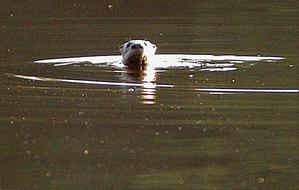 This Texas river otter was part of a family group that showed up in a private lake in East Texas every fall. Otters are expanding their range in Texas and Parks and Wildlife biologists are trying to find out just how many there are.