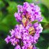 crape myrtle gardening