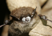Little brown bat; close-up of nose with fungus. Credit: Photo courtesy Ryan von Linden/New York Department of Environmental Conservation  