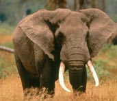 African elephant. Credit: J&K Hollingsworth/USFWS