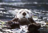 Sea Otter. Credit: Dave Menke/USFWS