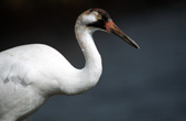 Whooping crane numbers (once as low as 16) have slowly increased thanks to decades of recovery efforts, but the species remains critically endangered, with only some 500 individual birds left,in the world. Credit:  Ryan Hagerty / USFWS