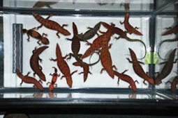 photo of Lizards seized in foiled smuggling attempt.  Credit USFWS.