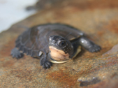 Blanding’s turtle hatchling. Credit: Brian Bastarche/Bristol County Agricultural High School