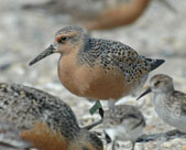 Red knots. Credit: Gregory Breese / USFWS