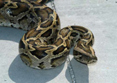 Burnese python. Credit: Roy Wood / NPS 