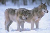Pair of wolves. Credit: Corel