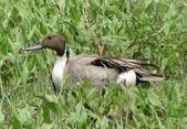 A northern pintail drake stands in a nearly dry prairie pothole in north-central South Dakota. Credit: Lawrence Igl / USGS