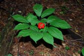 Wild American ginseng is highly valued for its roots, which are believed to have medicinal properties.  States regulate harvest and sale of the plant, which is listed as Appendix II under the Convention on International Trade in Endangered Species. Credit: U.S. Forest Service. Rollover image - The Service investigation documented the illegal sale of ginseng roots valued at over $109,000. Credit: USFWS
