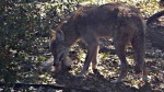 Coyote sightings escalate in Rowlett neighborhoods