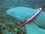 Image: Shark entangled with a frisbee