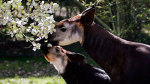 Dallas Zoo shows off new baby okapi