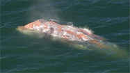 Wayward whale wanders into Dana Point harbor