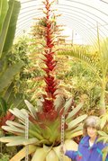 bromeliad.jpg