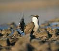 Greater sage-grouse. Credit: Dave Menke / USFWS